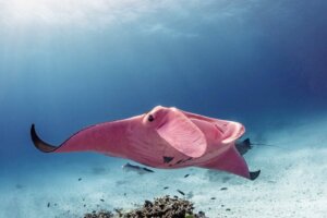 Büyük Set Resifinin Pembe Manta Vatozu