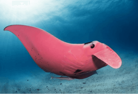 pembe manta vatozu