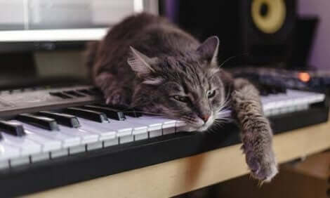 piyanoya uzanan kedi