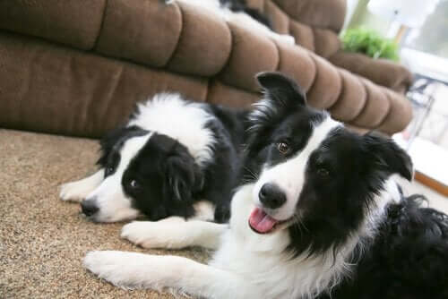 siyah beyaz iki köpek ve büyük köpek cinsleri