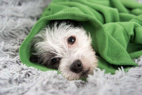 Köpeklerde Soğuk Algınlığını Önlemek İçin Yararlı İpuçları