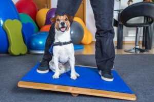 Spor salonunda bir köpek