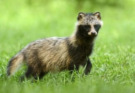 tanuki