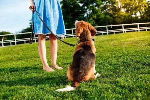 tasmalı köpek sahibine bakıyor