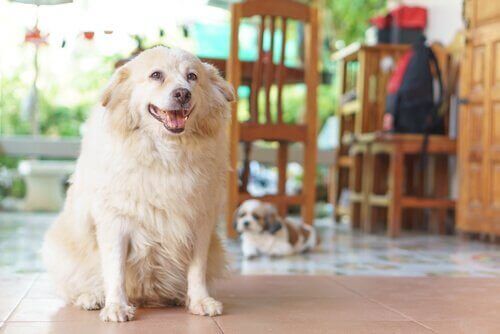 Köpeklerde Artrit: 7 Belirtisi