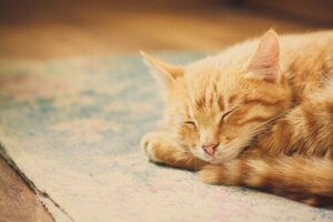 Kedilerin Çok Uyumalarının Nedenleri
