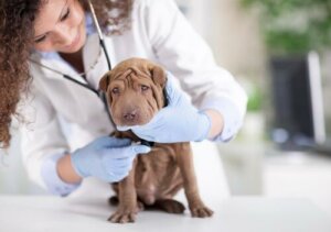 Veteriner kontrolünde bir köpek
