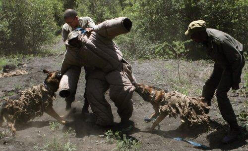 Afrika'da Yasa Dışı Avcılık İle Savaşan Köpekler