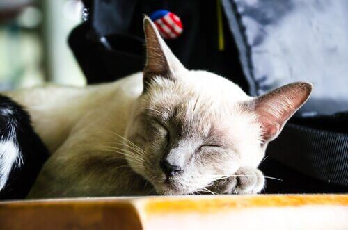 Yaşça Büyük Bir Kedi Sahiplenmenin 8 Faydası