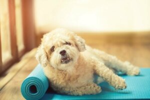 Yoga matında bir köpek