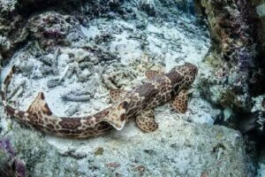 Yürüyen Köpek Balıkları: Karada Yürüyebilen Köpek Balıkları