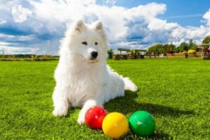 Zeka oyunu önünde bir köpek
