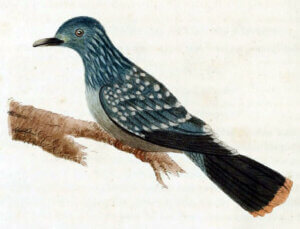 Liverpool Güvercini çizimi