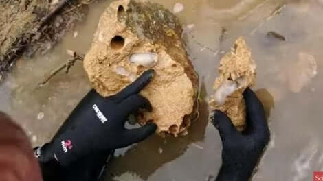 abatanica araştırmaları