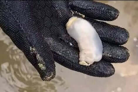 eldivenle lithoredo abatanica insan