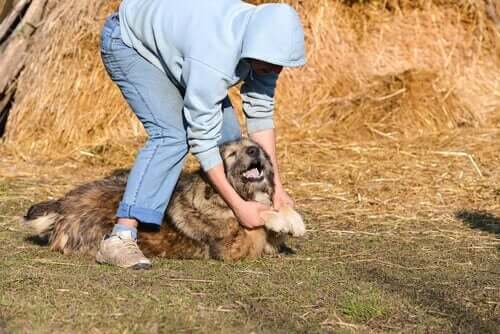 Köpekler De Aile İçi Şiddet Kurbanı Olabilir