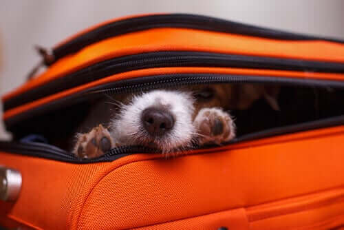 Köpeklerde Saklanma Davranışı: Köpekler Neden Saklanır?