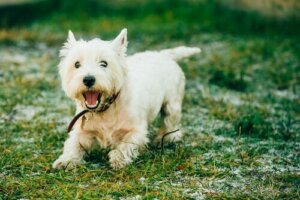 Yeşilliklerde bir terrier