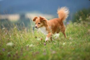 Yeşilliklerde koşan bir köpek