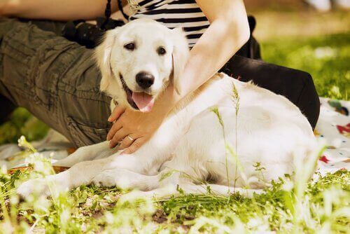 sahibiyle çimlerde oturan beyaz golden köpek