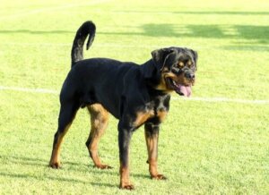 Köpek Cinsi Saldırganlığı Etkiler Mi?