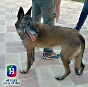 Bir Dört Bacaklı Kahraman