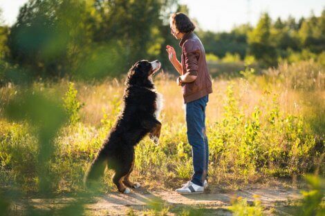 doğada eğitim alan köpek