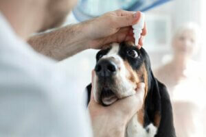 Köpeklerde Korneal Ülser - İpuçları ve Tedavi Yöntemleri