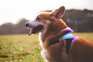 Köpeğinizin Nasıl Hissettiğini Bilmek Inupathy İle Mümkün!