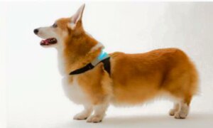 Inupathy giyen bir corgi
