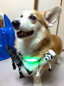 Inupathy takmış bir köpek