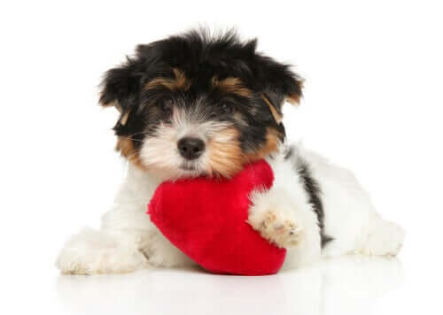 Köpeğinizin Kalp Sağlığı: İşinize Yarayacak 6 İpucu