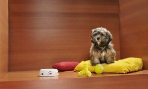 Yemek kabının yanında bir köpek