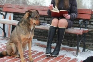 Üniversite Köpekleri