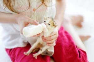 kolostrumun faydası: biberonla beslenen yavru kedi