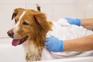 Köpekleri dikkatlice kurulamalı