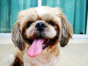 Köpeğiniz Yaptığınız Şeyleri Hatırlayabilir