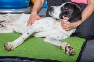 Hayvanlarda Kan Bağışı: Kediler ve Köpekler de Bağış Yapabilir