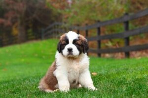 Köpekler için Önemli İki Besin Maddesi