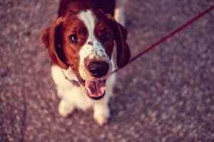 Dünyada Köpek Nüfusu En Fazla Olan Ülkeler