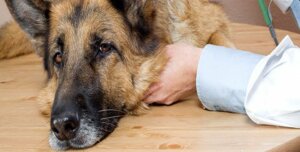Köpeklerde İç Parazit ve Sağlığa Zararları
