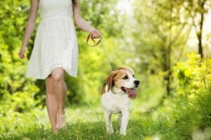 Köpeğiniz ve Siz Aynı Kalp Atışına Sahip Olabilirsiniz