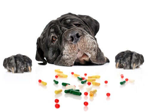 masadaki ilaçlara bakan köpek