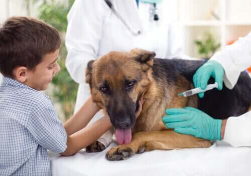 aşı olan köpek ve çocuk