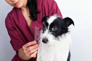 Köpeğinizin Tüy Bakımı İçin Bazı İpuçları
