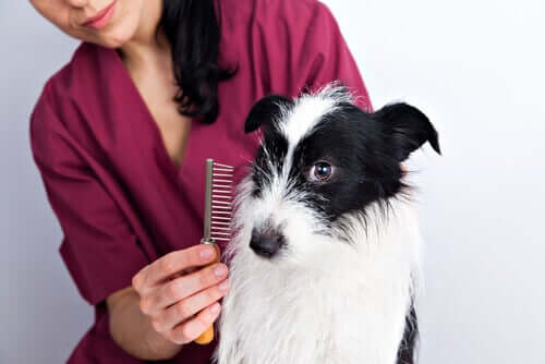 Köpeğinizin Tüy Bakımı İçin Bazı İpuçları