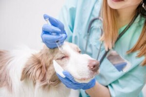 Köpeklerde korneal ülser