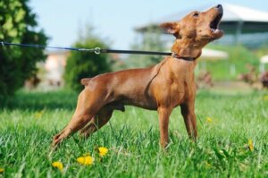 Korkmuş bir köpek