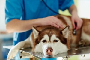 Köpeklerde Konvülsiyonlar ve Nedenleri
