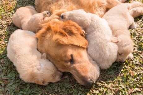 labrador ve yavruları